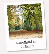 Autumn Woodland